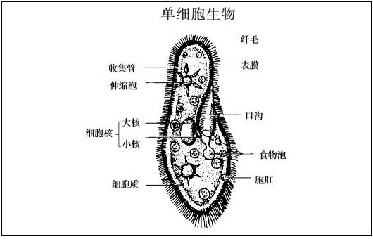 四川教师招聘面试初中生物-《单细胞生物》教案