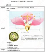 2019上半年教师资格初中生物面试真题汇总